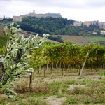 vini cantina Ortenzi