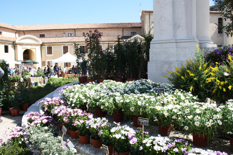 ancona flower show