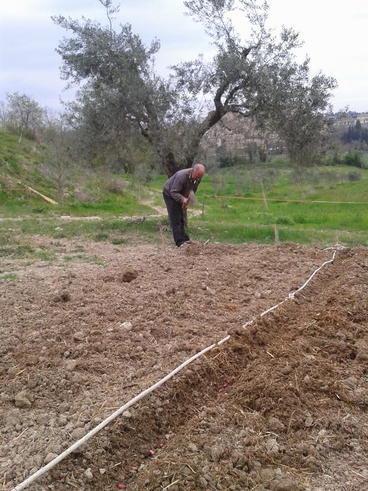 orto