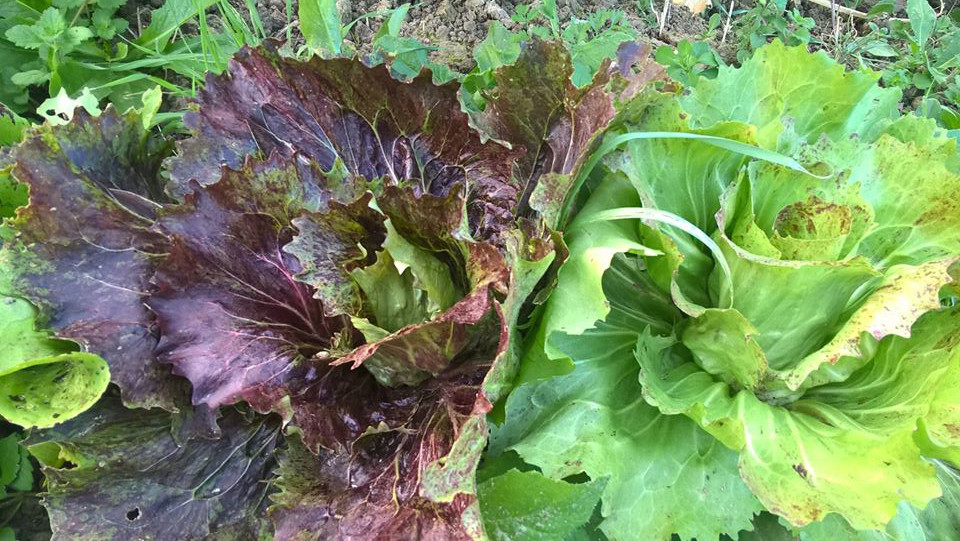 radicchio