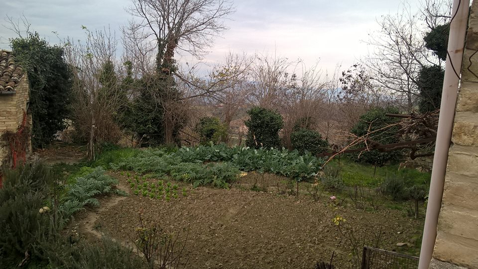 orto