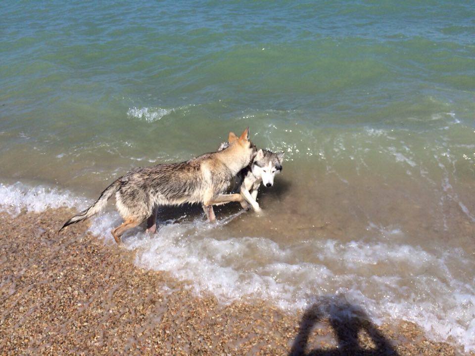 Al Mare Con Il Cane Spiagge E Strutture Accessibili