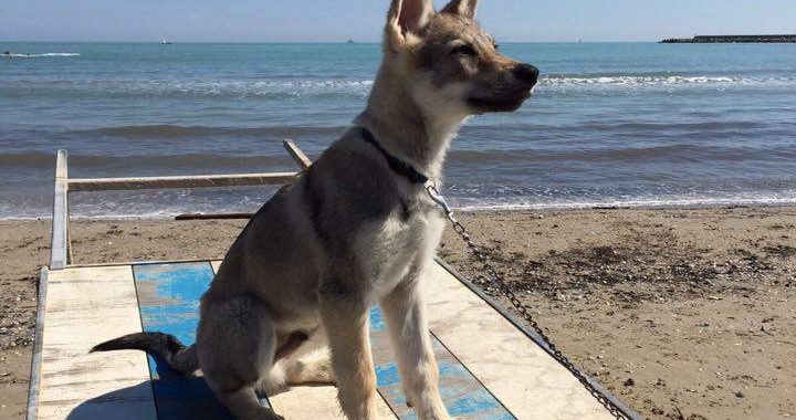 Spiagge Per Cani Dove Sono E Cosa Offrono Pure Il Gelato