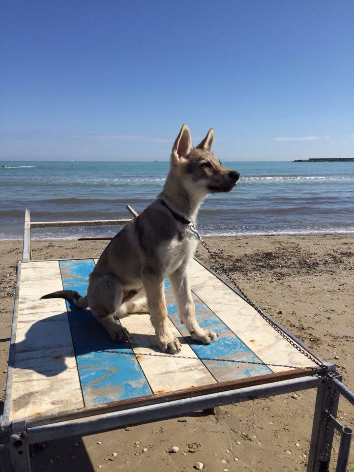 Al Mare Con Il Cane Spiagge E Strutture Accessibili