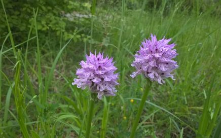 orchidea spontanea
