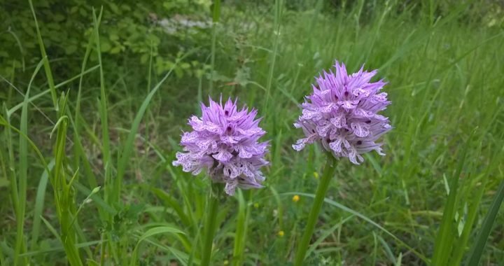 orchidea spontanea