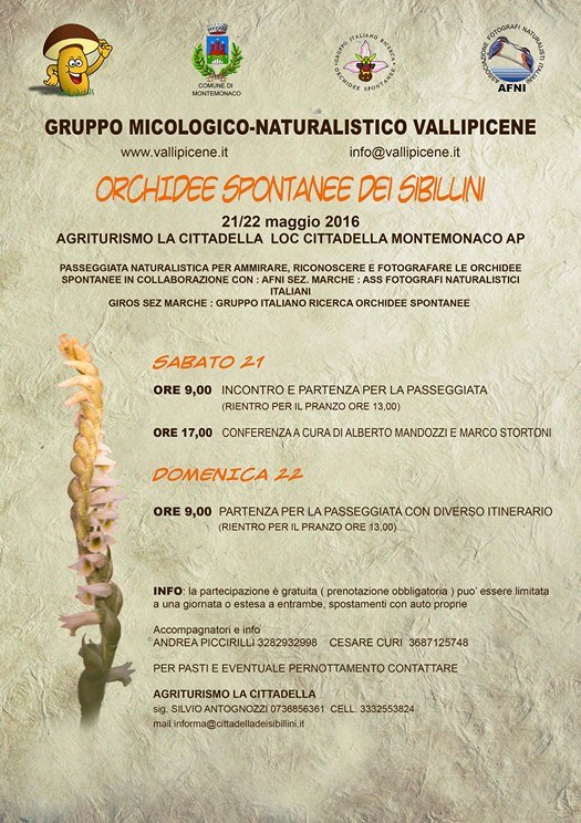 orchideespontaneesibillini