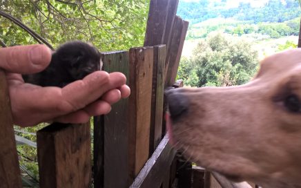 Dog Lovers' Day