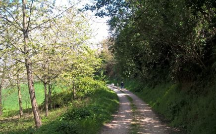 dogtrekking