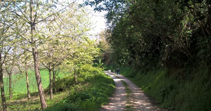 dogtrekking