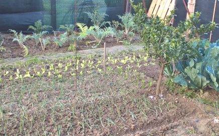 lavori nell'orto e giardino a dicembre