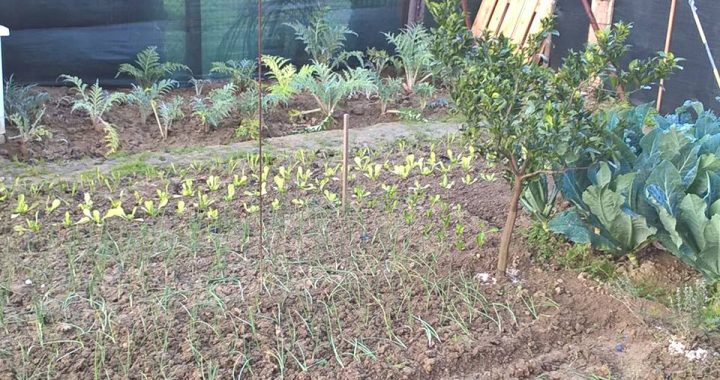 lavori nell'orto e giardino a dicembre
