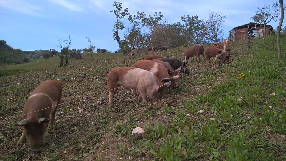 maiali
