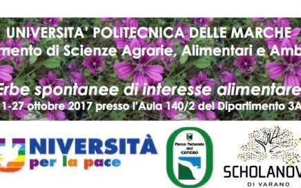 Erbe spontanee di interesse alimentare
