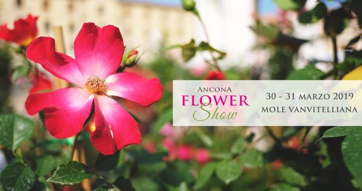 Ancona flower show