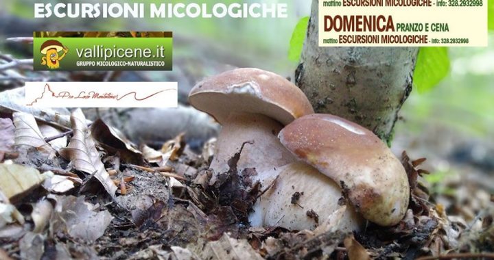 escursioni micologiche