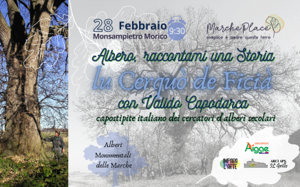 quercia monumentale Marche
