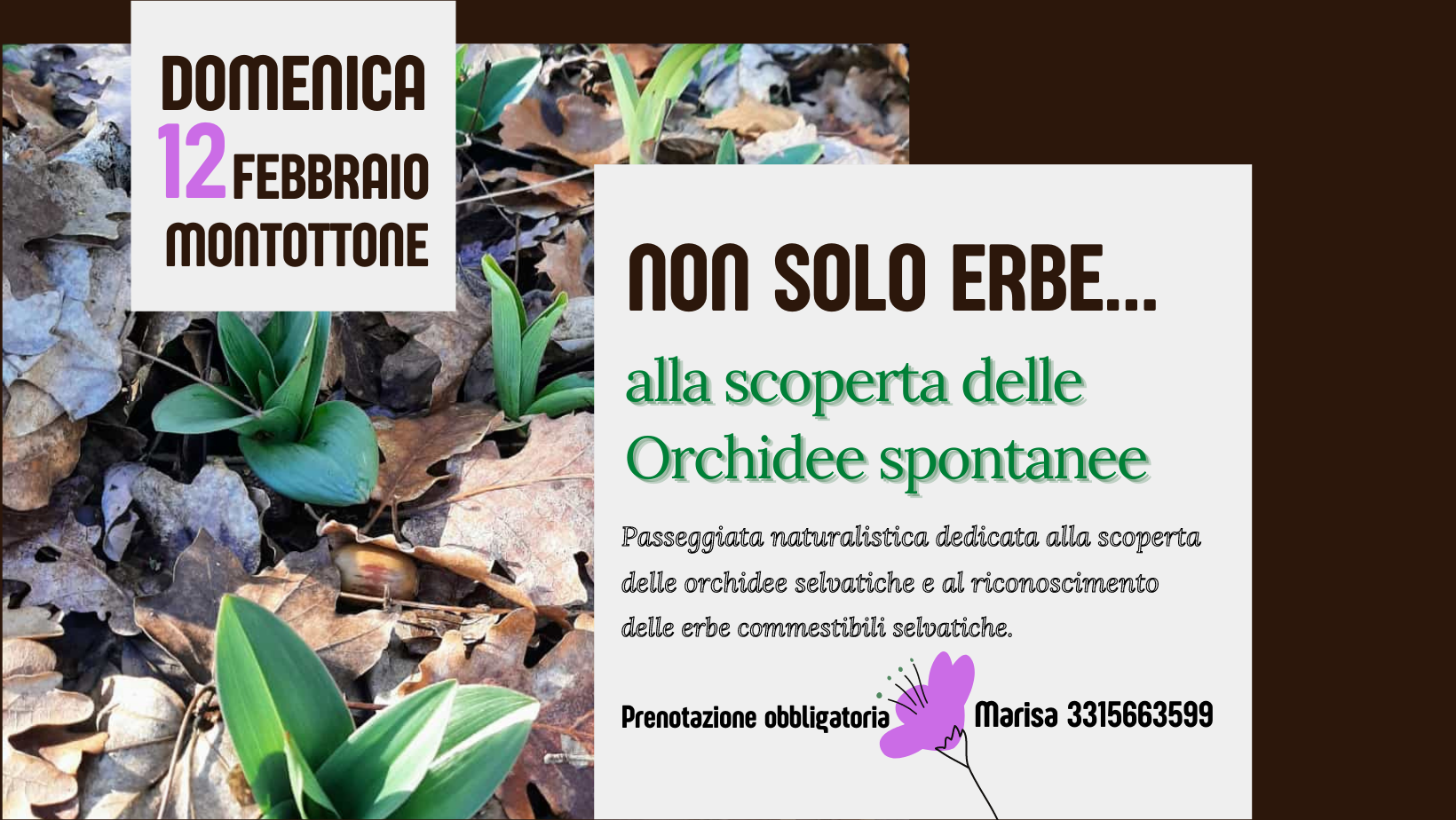 orchidee