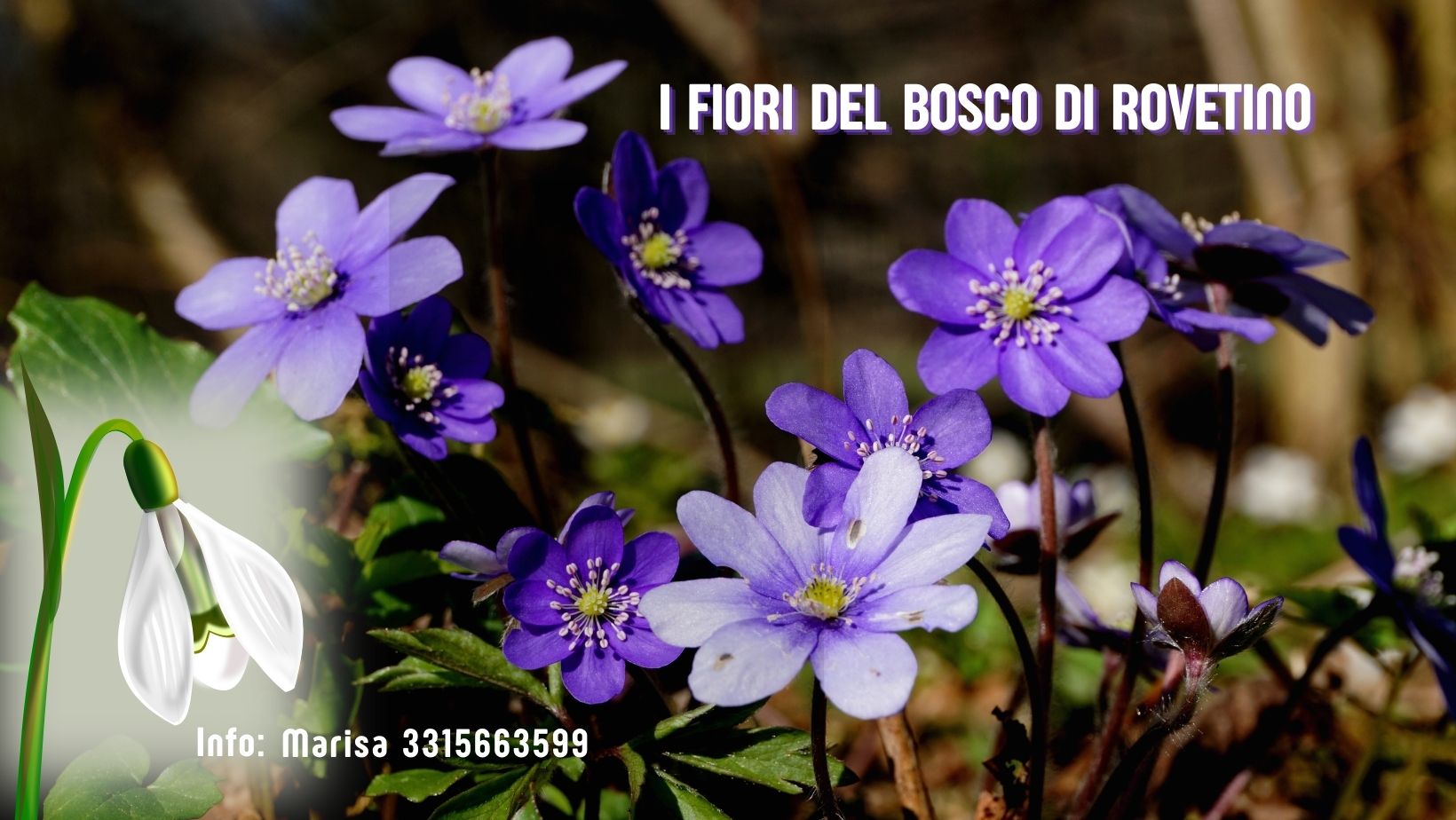 bosco di Rovetino
