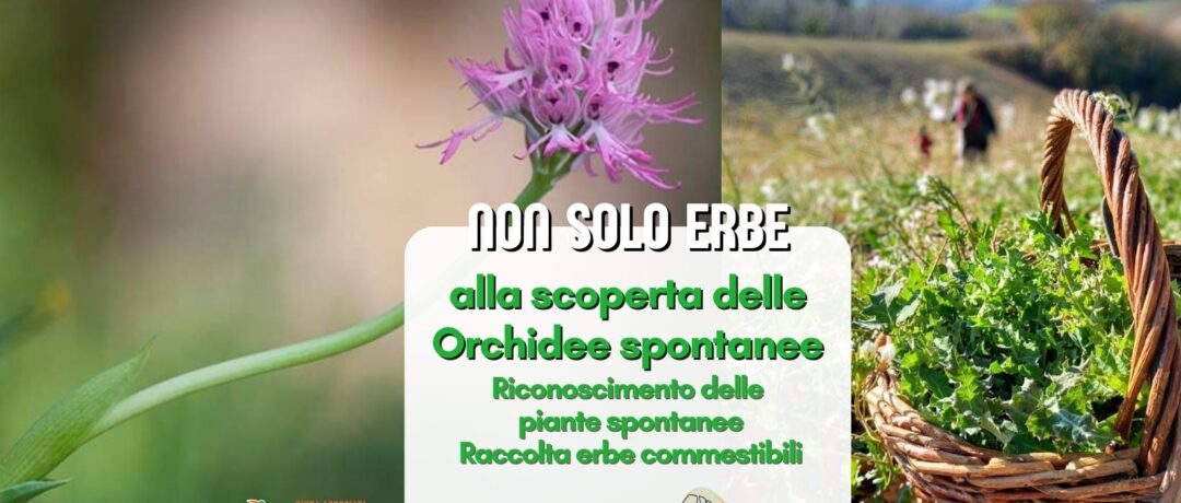 orchidee Montottone