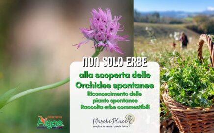 orchidee Montottone