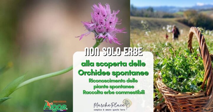orchidee Montottone