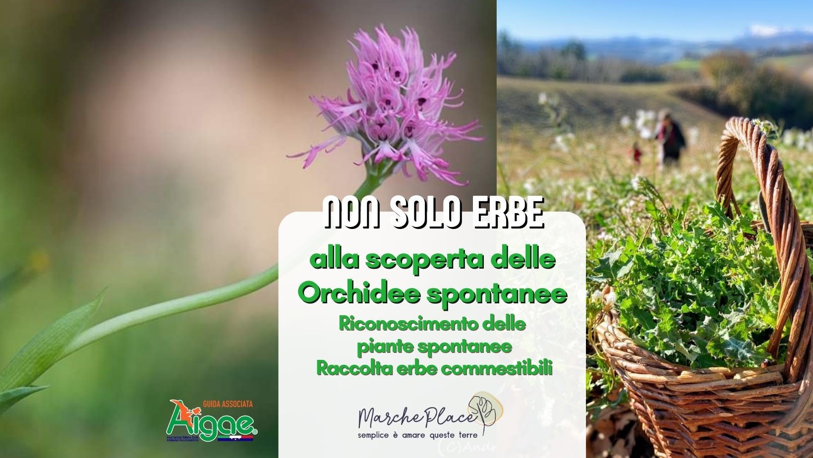 orchidee Montottone