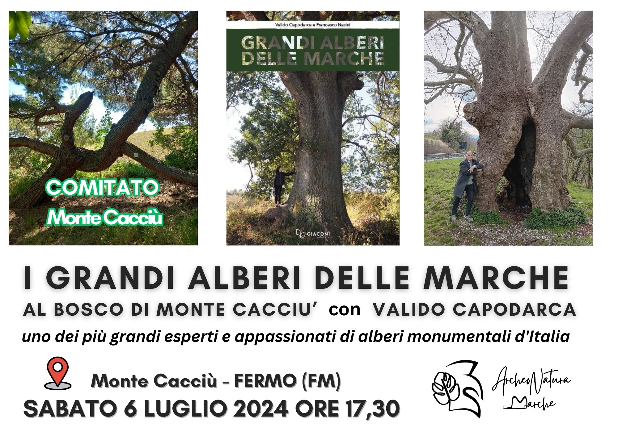 I grandi alberi delle Marche