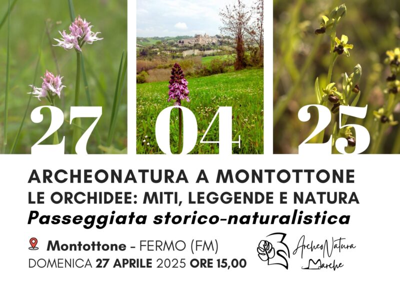 Orchidee selvatiche