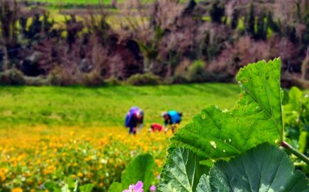 campagna di Montottone