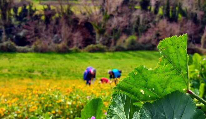 campagna di Montottone